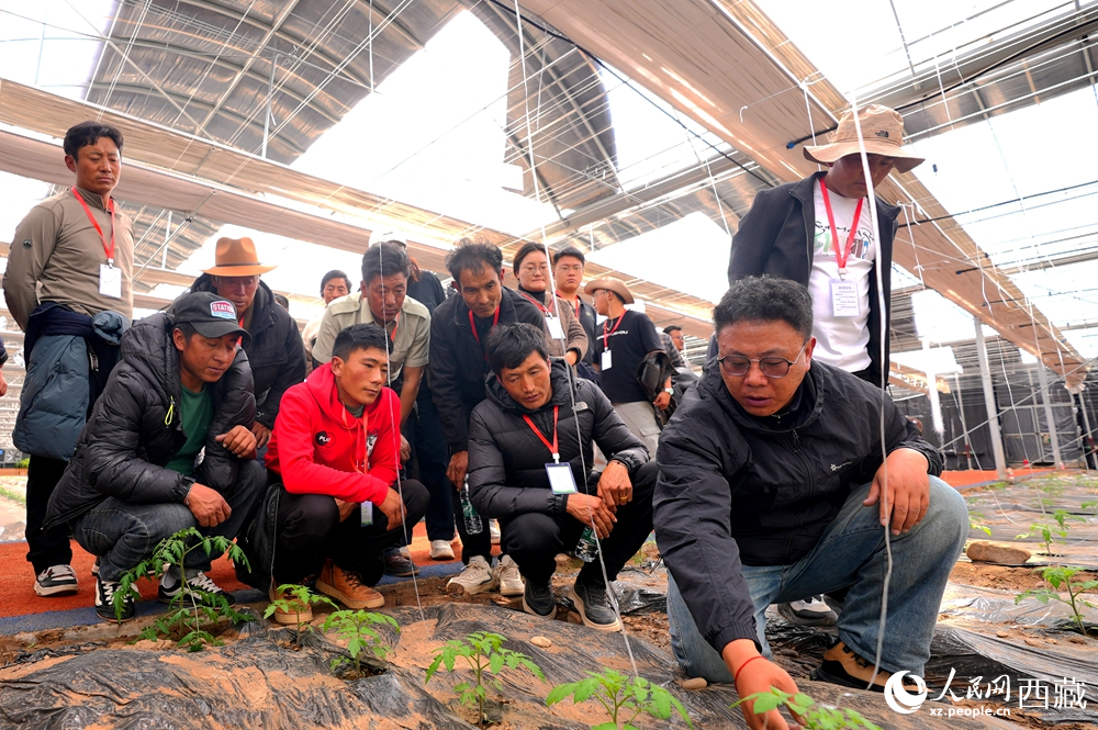 农业专家蹲在田垄间，为围拢过来的科技专干和基层农技人员现场讲解定植要点。人民网记者 吴雨仁摄