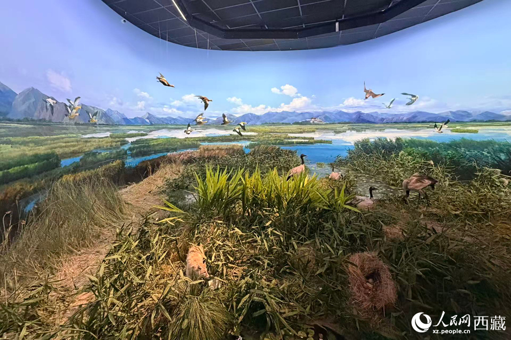 西藏自然科学博物馆内，高仿真湿地生态复原场景生动呈现了高原鸟类与自然环境和谐共生的科普画面。人民网记者 次仁罗布摄