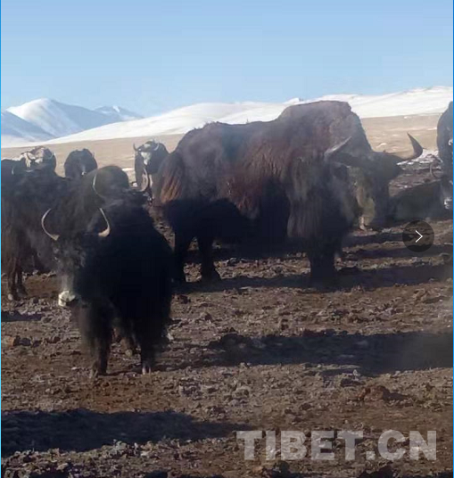 图为东周家牦牛群里的野牦牛