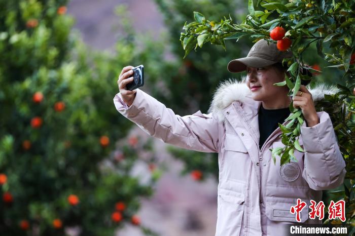 西藏芒康：冬至前康巴蜜橘喜获丰收